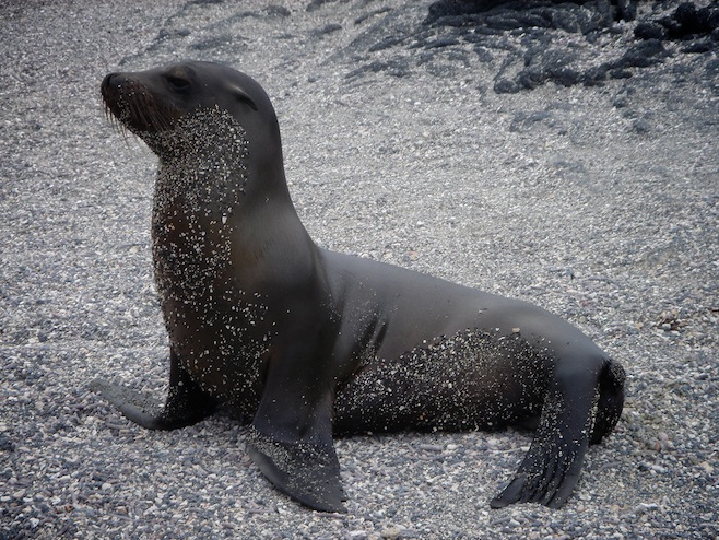 Sea lion